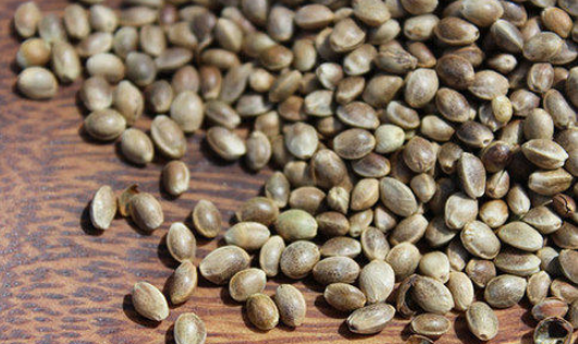 hemp seeds