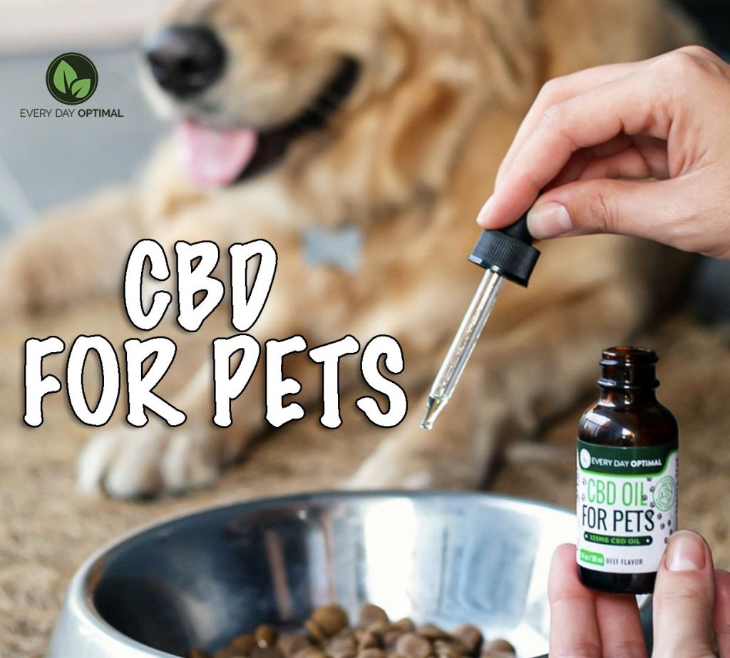 CBD for Pets: What You Need to Know | EDO CBD