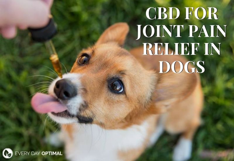 The Complete Guide to CBD for Joint Pain Relief in Dogs | EDO CBD