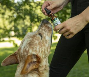 CBD for Joint Pain Relief in Dogs
