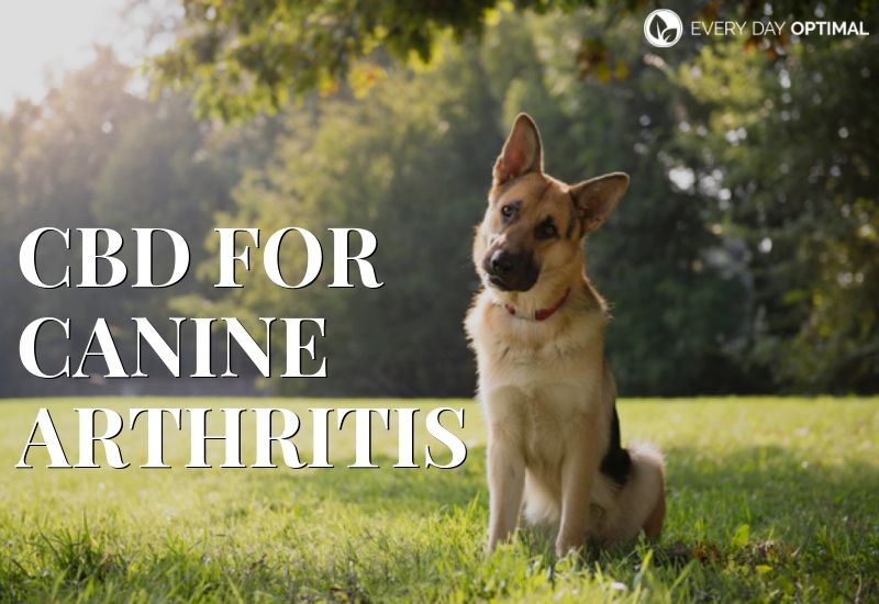 CBD for Canine Arthritis: Does it Work? | EDO CBD