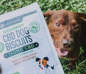 cbd dog biscuits for canine arthritis